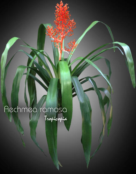 Broméliacée - Aechmea ramosa - Baie de corail - Coral berry